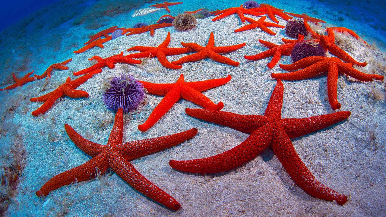 Estrellas espinosas rojas en aguas de Tenerife, Islas Canarias