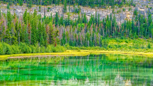 Petit lac et marais dans le parc national Jasper, Alberta, Canada