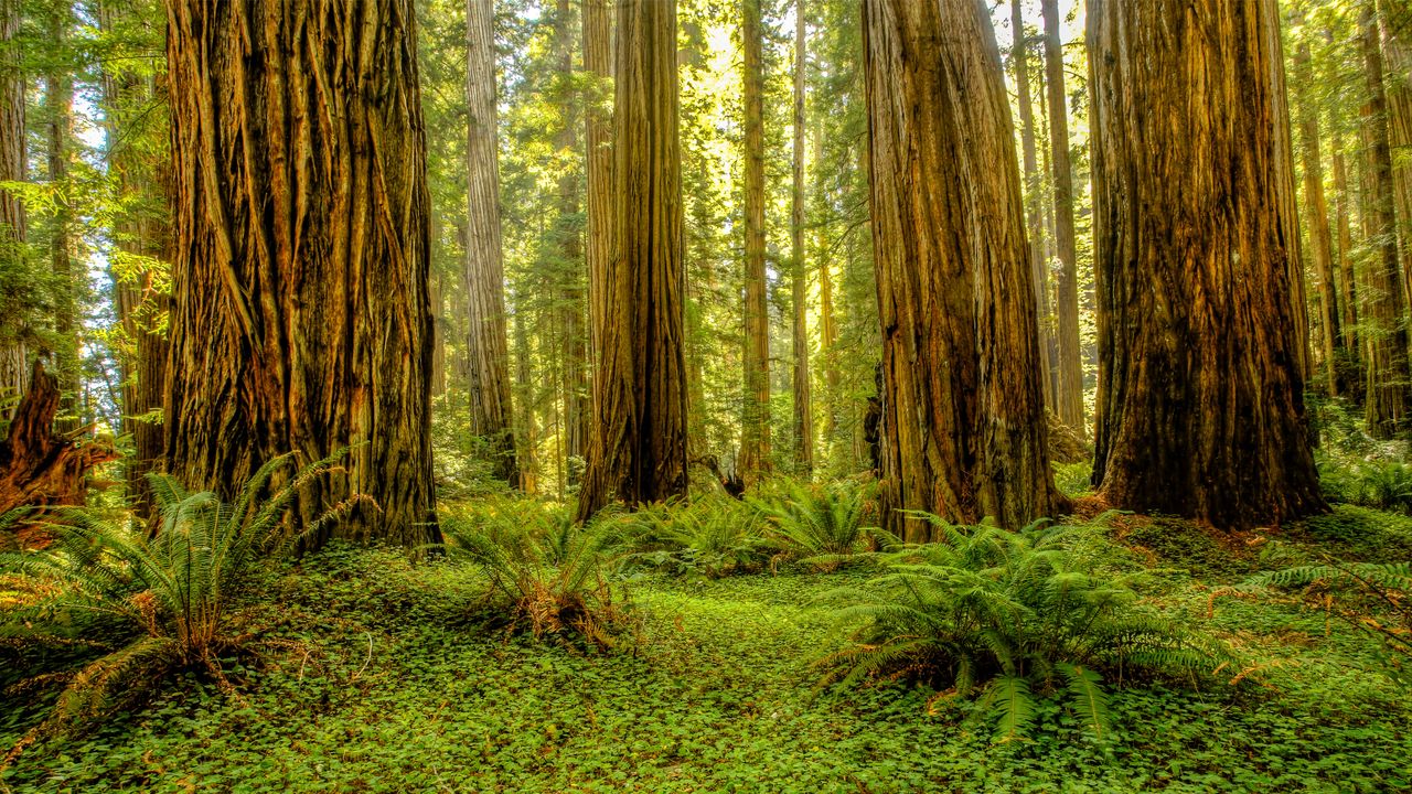 Grove of redwoods in Redwood National and State Parks, California