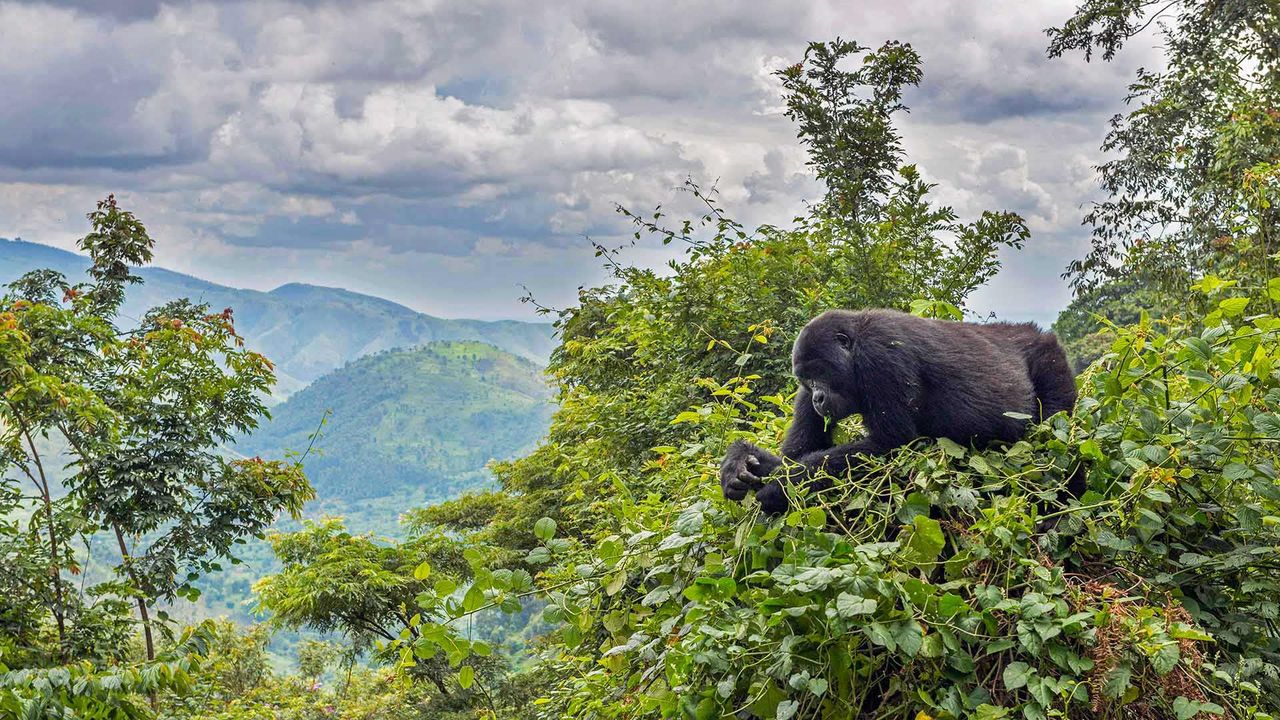 Gorilla Beringei Beringei mangeant dans un arbre dans l’Impénétrable parc national Bwindi, Uganda