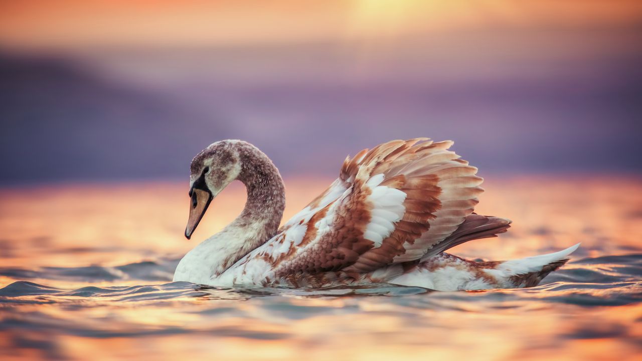 A young swan strikes a pose