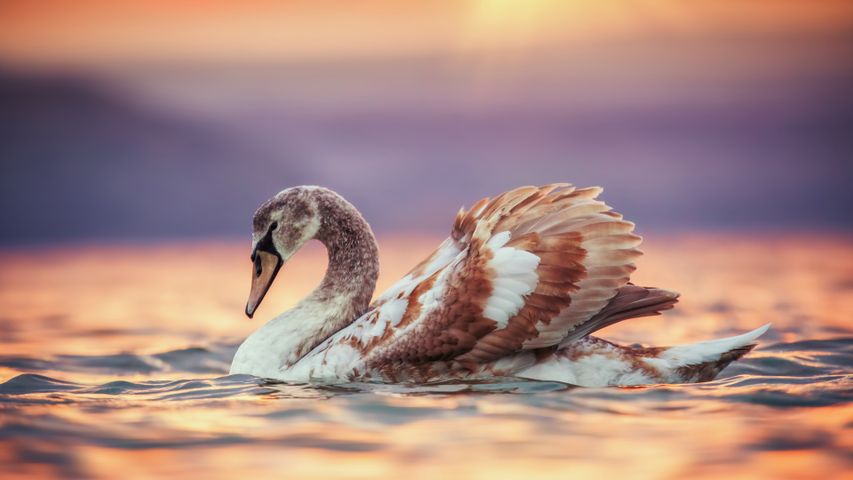 A young swan strikes a pose