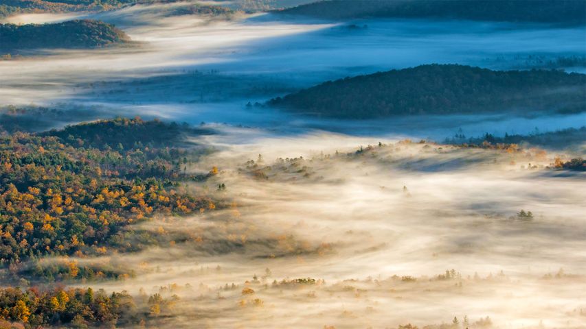 El bosque Pisgah entre la niebla, cerca de Brevard, Carolina del Norte, EE.UU.