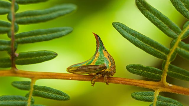 Thorn bug, Pico Bonito National Park, Honduras