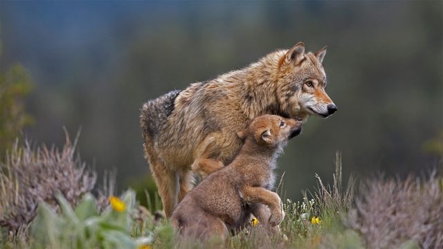 Gray wolf with begging pup, Montana