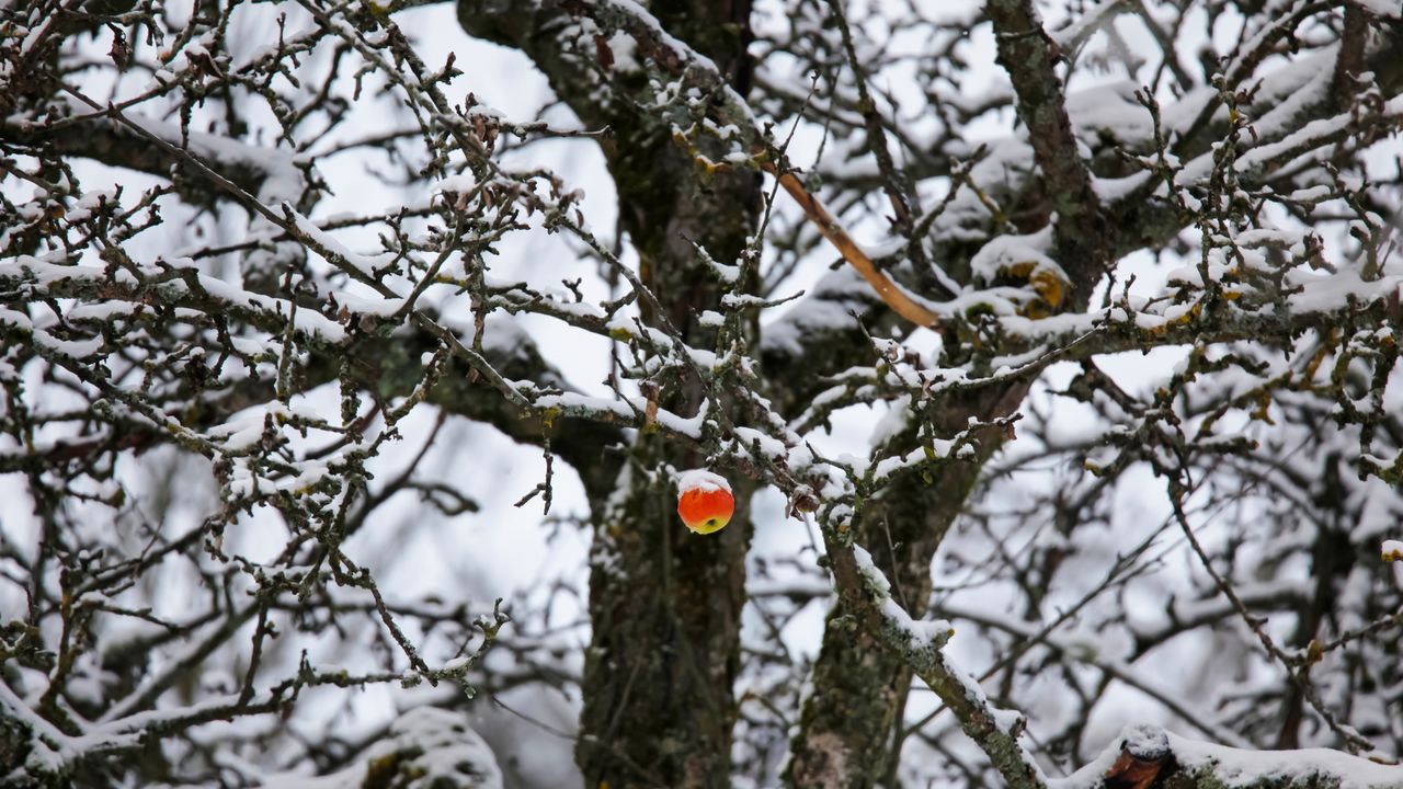 Apfel hängt an einem verschneiten Baum, Deutschland