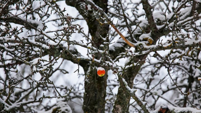 Apfel hängt an einem verschneiten Baum, Deutschland - Bing Gallery