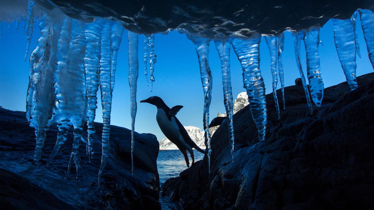 Pinguim-gentoo, Ilha Petermann, Antártida