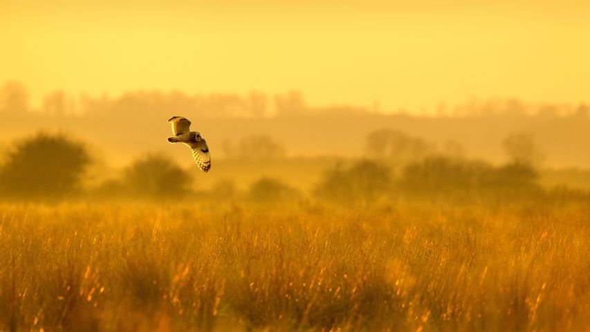 Hibou des marais chassant à l’aube à Worlaby Carrs, Lincolnshire, Angleterre
