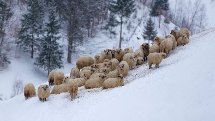 Flock of sheep in the mountains, during winter