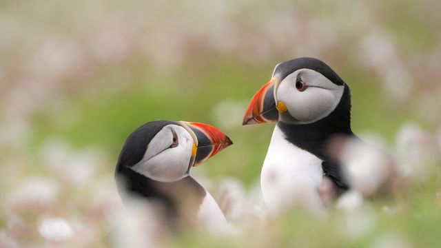 Puffins among sea campion on Skomer Island, Pembrokeshire, Wales