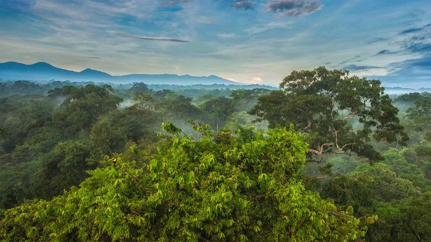 Toucan tocard dans la canopée de la forêt tropicale de La Selva Biological Station, Costa Rica