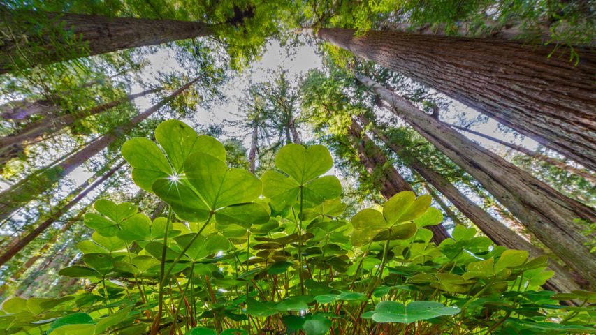 Séquoias, bois d’oseille et trèfles dans le parc d'État de Prairie Creek Redwoods, Californie, États-Unis