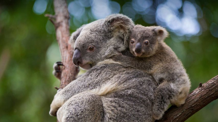Koala-Mutter mit ihrem Jungen, Queensland, Australien
