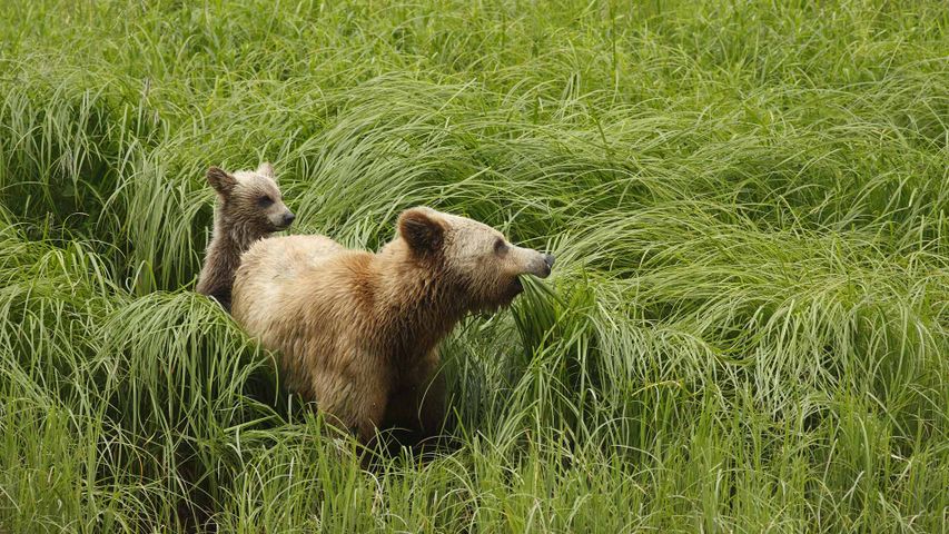 Adult female Grizzly Bear (Ursus arctos horribilis) and cub feeding on sedges in Great Bear Rainforest, B.C.