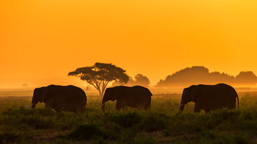 Famille d'éléphants dans le parc national d'Amboseli, Kenya