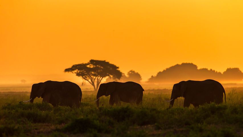 Una famiglia di elefanti presso il Parco nazionale di Amboseli, Kenya