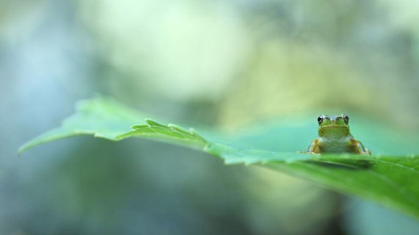 Tree frog on leaf