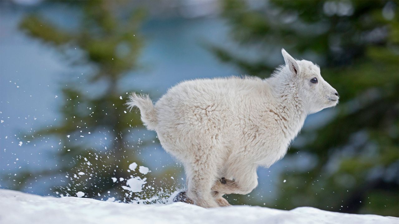 Bébé chèvre des montagnes Rocheuses à l’ouest du Montana