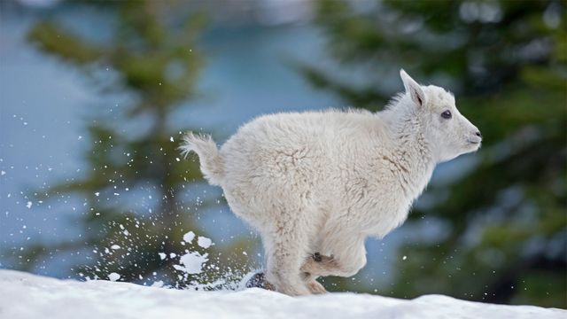 Junge Schneeziege im westlichen Montana, USA