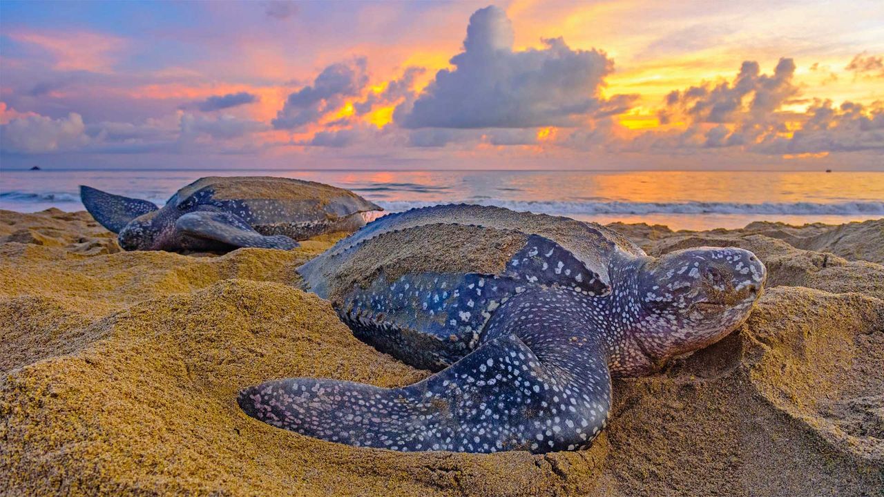 Leatherback sea turtles in Trinidad and Tobago