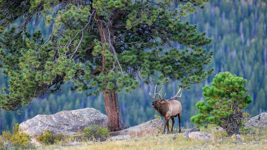 A beast on the bugle