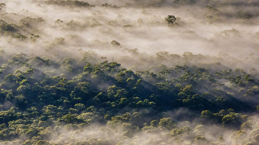 Eucalyptus trees, Megalong Valley, Blue Mountains National Park, NSW, Australia