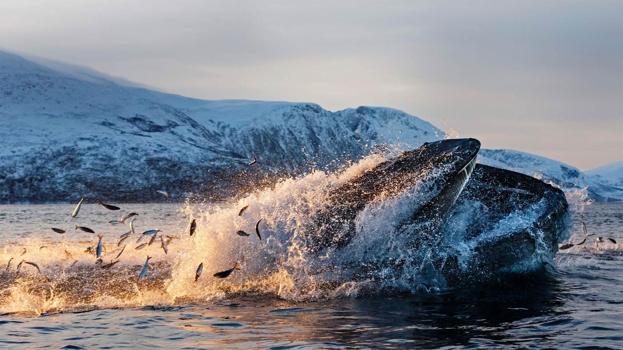 Humpback whale feeding on herring off the coast of Kvaløya, Troms, Northern Norway