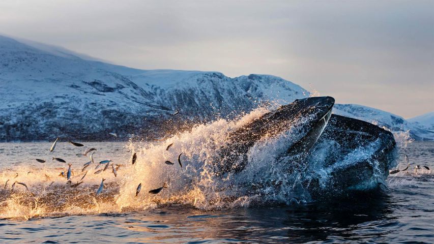 克瓦尔岛海岸以鲱鱼为食的座头鲸，北挪威特罗姆瑟