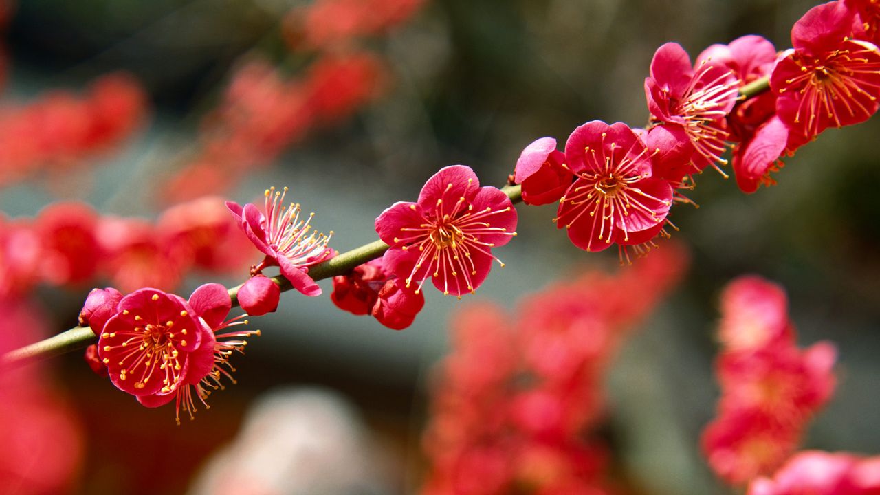 ｢北野天満宮の梅｣京都, 上京区