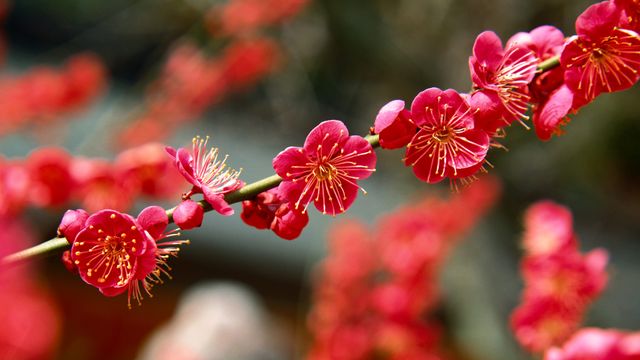 「北野天満宮の梅」京都, 上京区