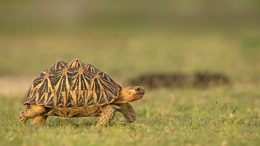 Indian star tortoise, Sri Lanka
