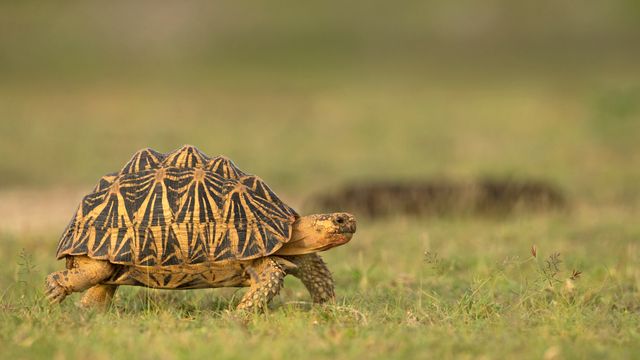 インドホシガメ, スリランカ