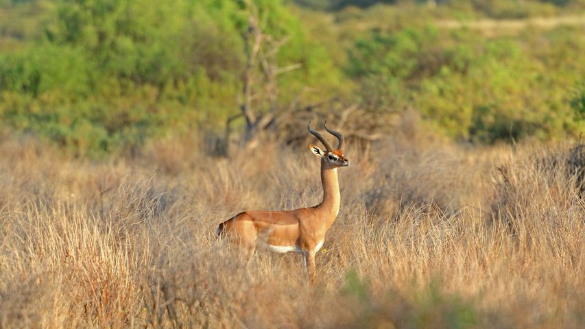 察沃国家公园里的一只长颈羚，肯尼亚