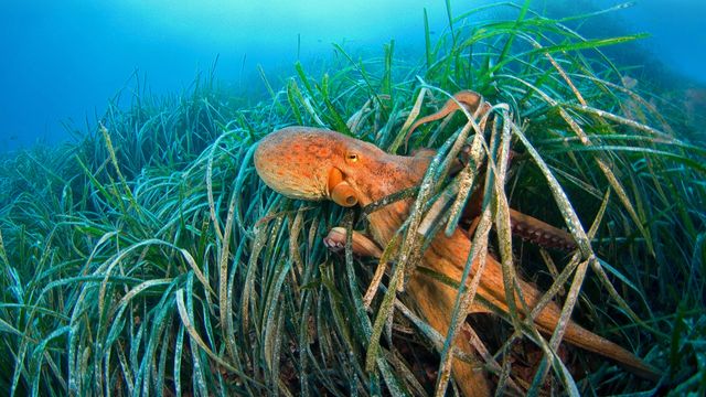 Common octopus, Gulf of Lion, Mediterranean Sea