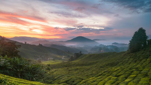 Plantação de chá de Cameron Highlands, Malásia