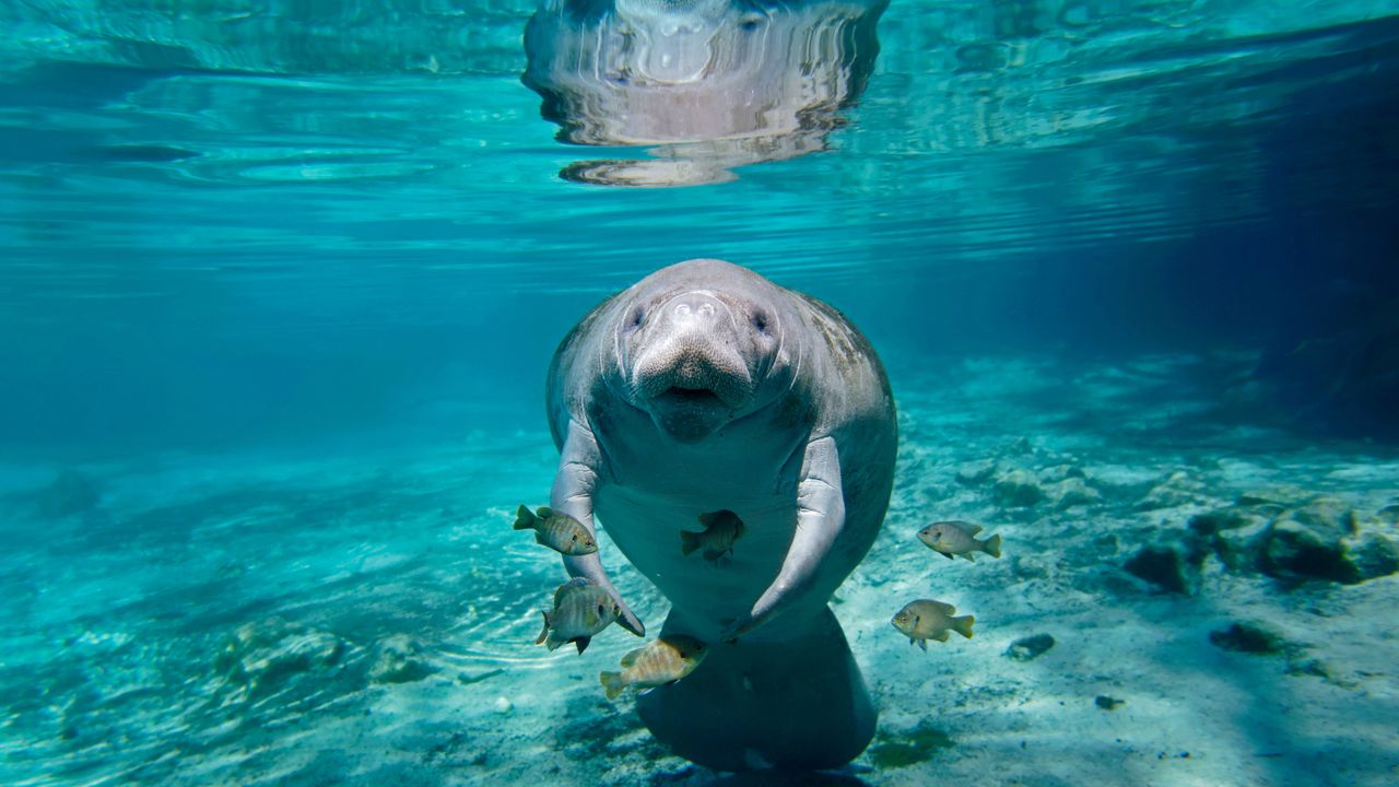 Rundschwanzseekuh in Florida, USA