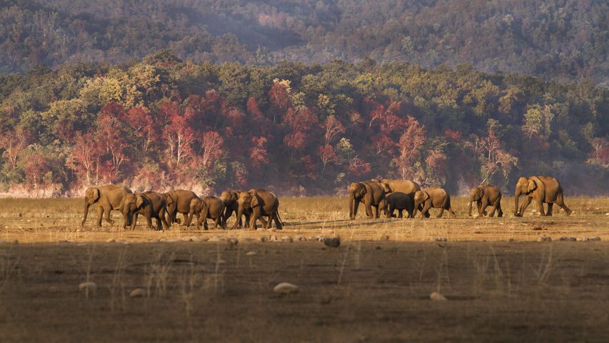 Elephant heard walking the plains in Jim Corbett National Park in India