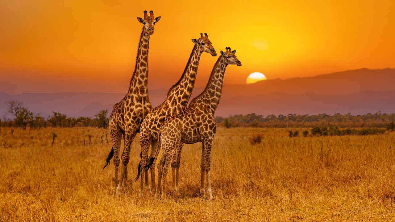 Tall trio - Spotlight Gallery