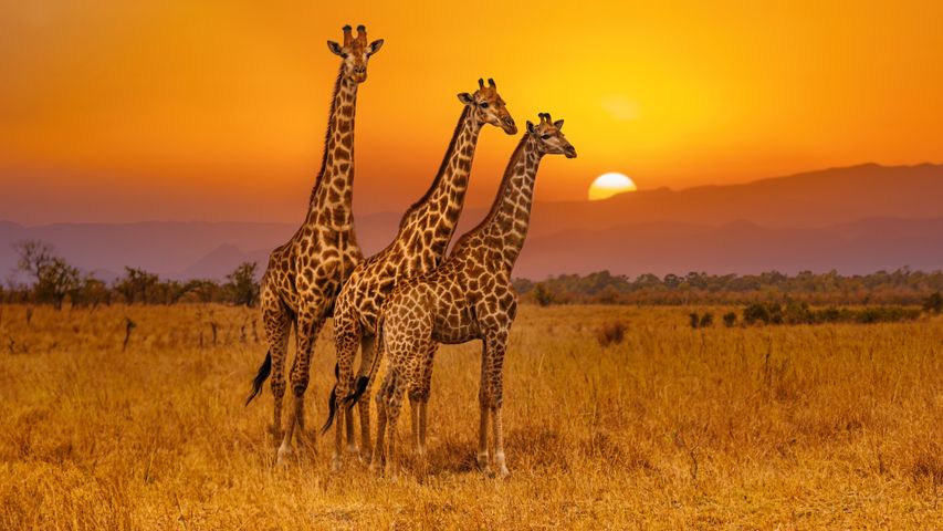 Tall trio