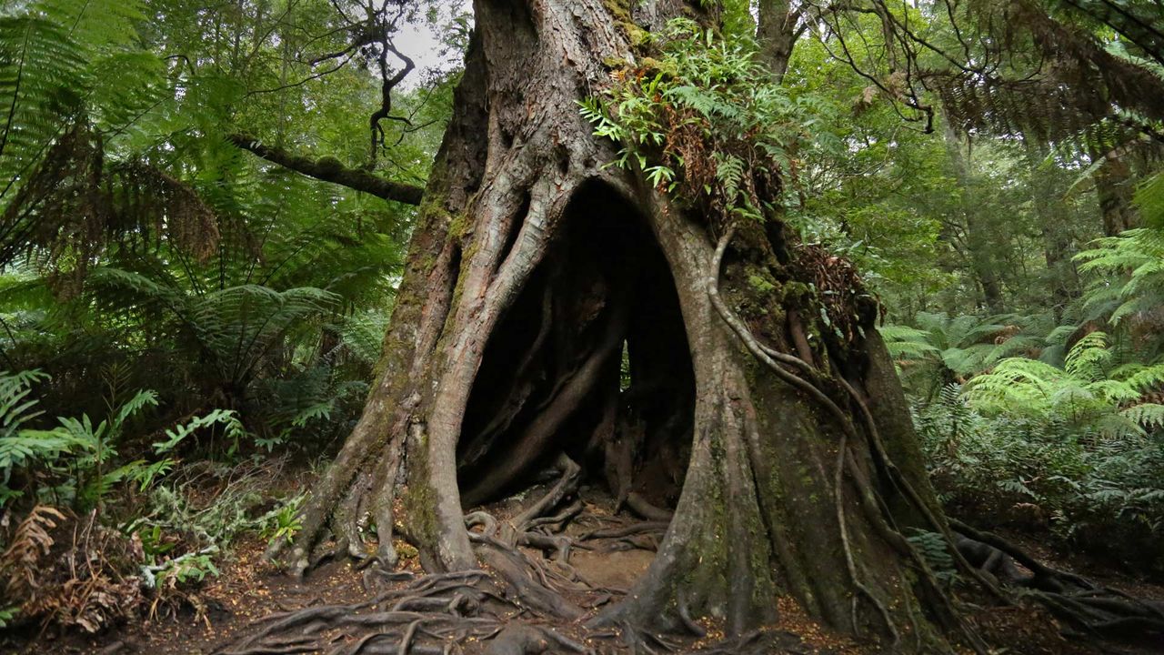 Hollow Tree on Maits Rest Rainforest Walk, Great Otway National