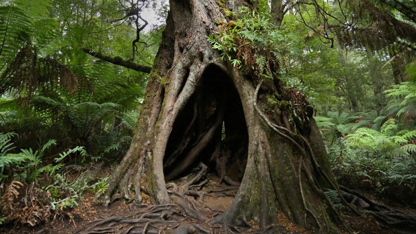 Hollow Tree on Maits Rest Rainforest Walk, Great Otway National Park, Victoria