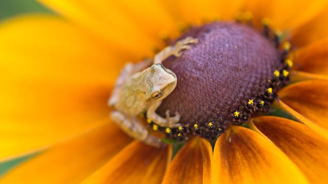 Spring peeper (Hyla crucifer) perched on a black-eyed Susan in a flower garden in Ontario