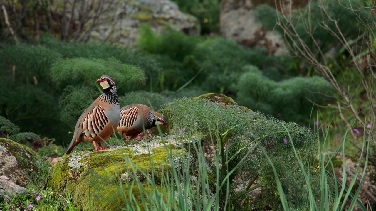 Perdices Rojas en la Sierra de Andujar, España