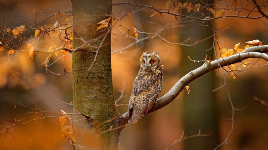 Long-eared owl, Bohemian-Moravian Highlands, Czech Republic