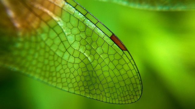Close-up of a dragonfly wing