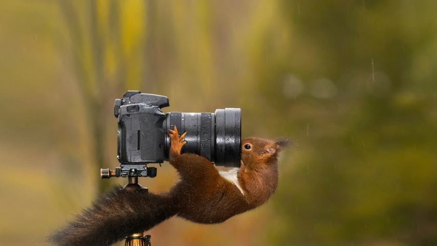 Esquilo olhando na lente de uma câmera