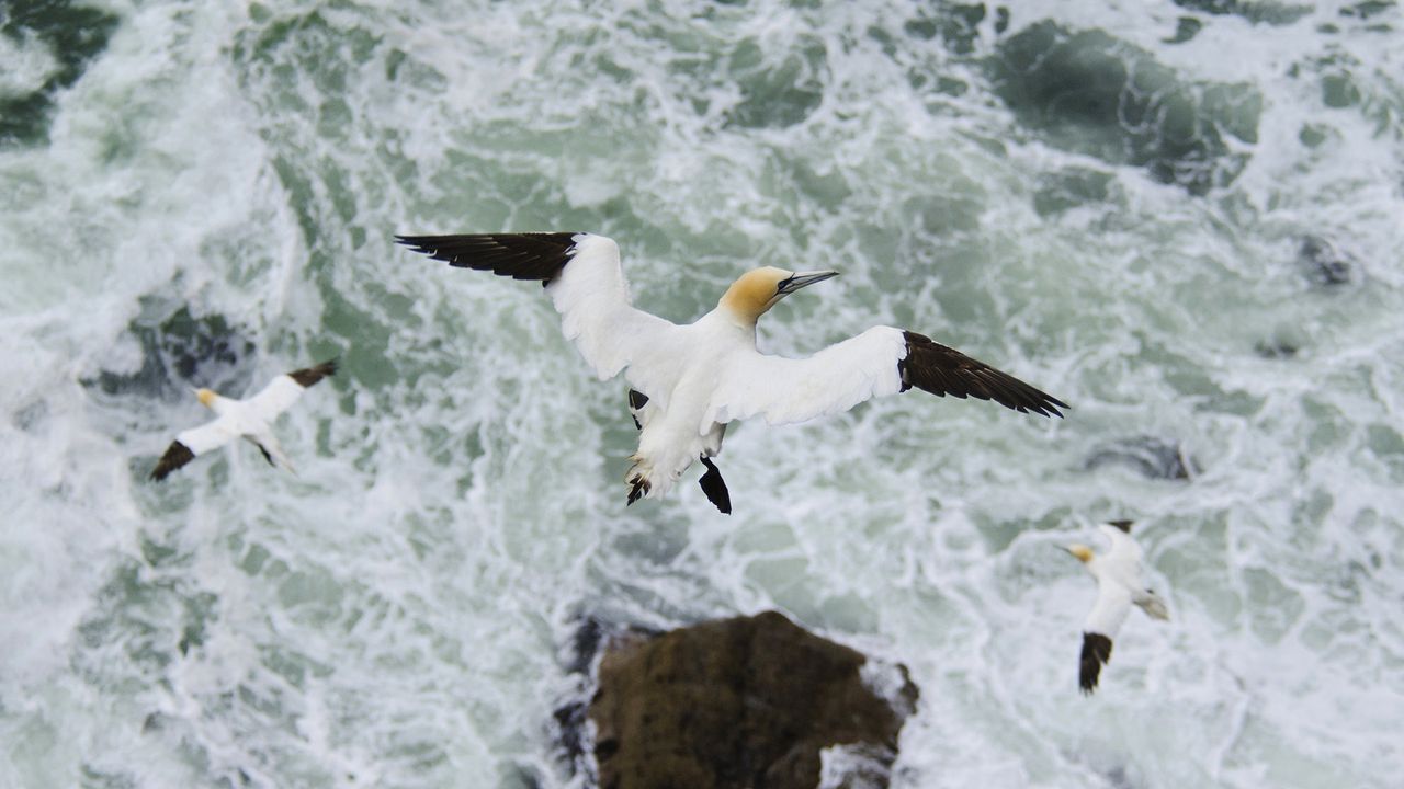 Northern gannet (Morus bassanus) in flight, Troupe Head RSPB Reserve, Aberdeenshire