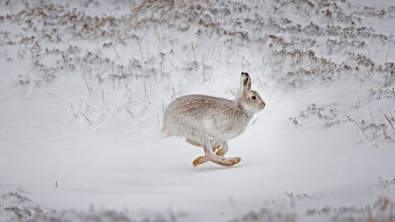 Mountain hare running across snow-covered upland, Scotland