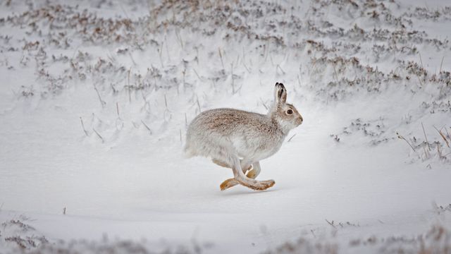 Schneehase im verschneiten Hochland, Schottland